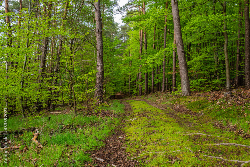 Fototapeta premium footpath in the forest