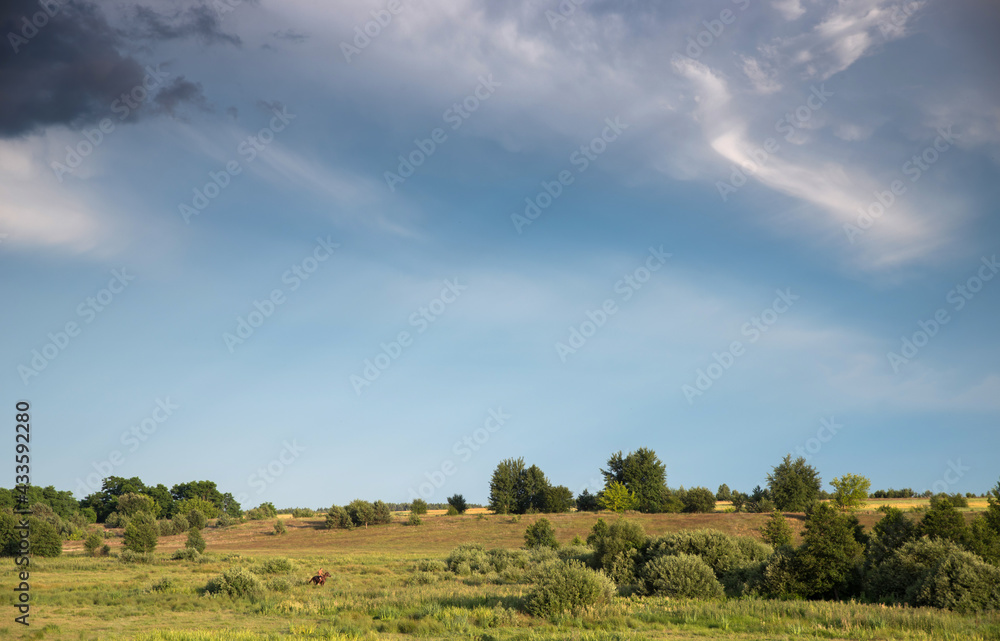 Lutsk. Ukraine. July 4, 2020; Horse and people on the background of a meadow landscape.