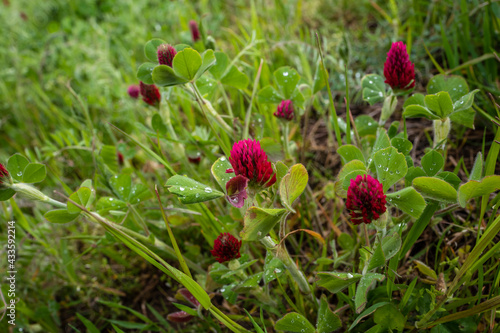 red clover blooming