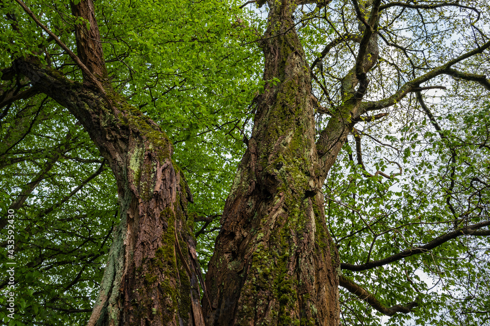 tree in the forest