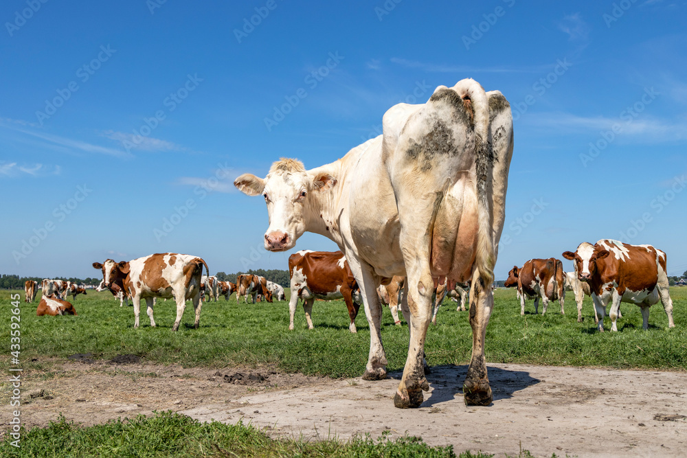 Obraz premium Cute white cow, standing on a path turning her head to look backwards, seen from behind, pink udder under a blue sky in a green pasture