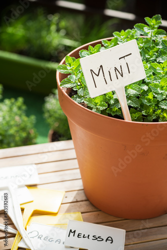 Homegrown Fresh Mint Herb in Pot at Sunlight. Growning Fresh Bio Produce at Urban Balcony photo