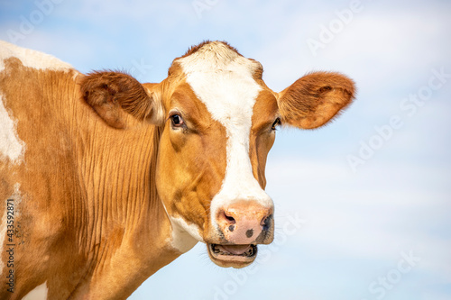 Funny portrait of a mooing cow, mouth open, the head of a red cow with white blaze, showing teeth  tongue and gums while chewing © Clara