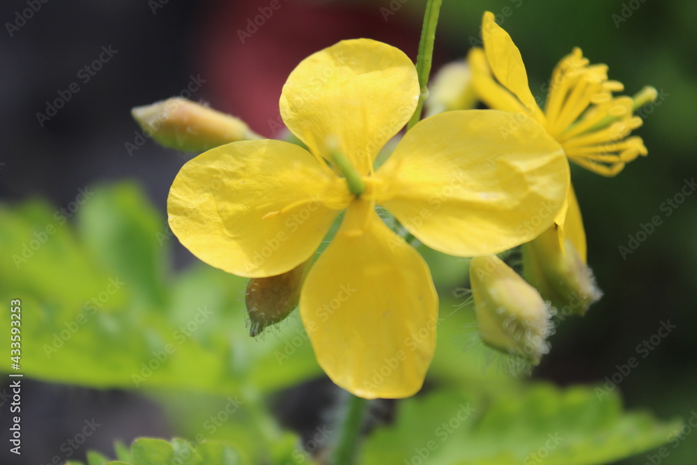 grass, green, nature, plant, spring, field, garden, agriculture, vegetable, growth, leaf, onion, fresh, lawn, summer, food, forest, ground, texture, natural, soil, farm, plants, organic, leaves