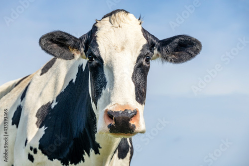 Cow looking friendly, portrait of a mature and calm bovine, gentle look, pink nose, medium shot of a black-and-white cow in front of a blue sky.