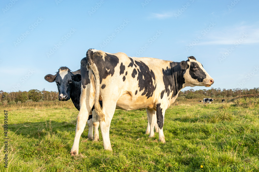 Two dairy cows, one hiding and peeking behind the other cow, nosy looking, black and white cattle, frisian holstein under a blue sky