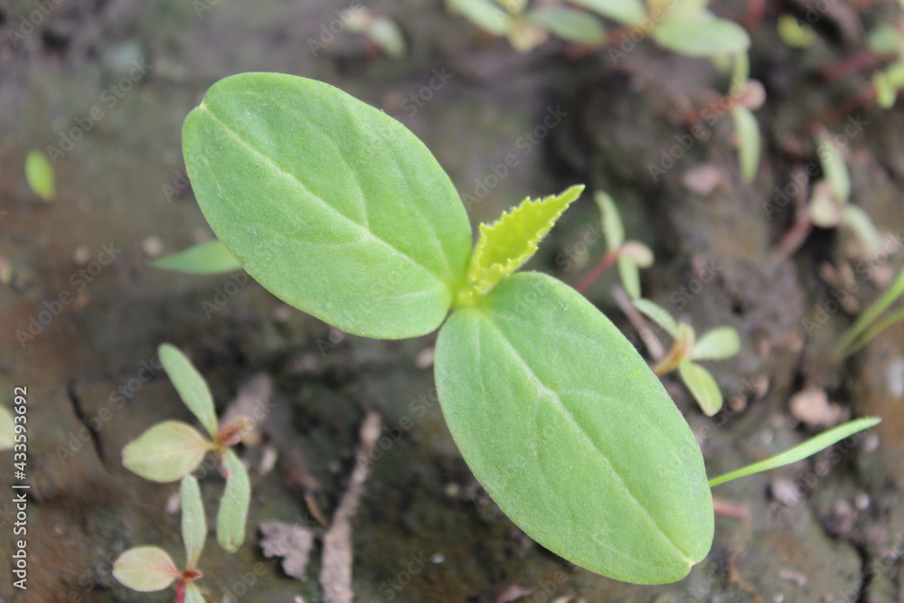 grass, green, nature, plant, spring, field, garden, agriculture, vegetable, growth, leaf, onion, fresh, lawn, summer, food, forest, ground, texture, natural, soil, farm, plants, organic, leaves grass, green, nature, plant, spring, field, garden, agriculture, vegetable, growth, leaf, onion, fresh, lawn, summer, food, forest, ground, texture, natural, soil, farm, plants, organic, leaves
