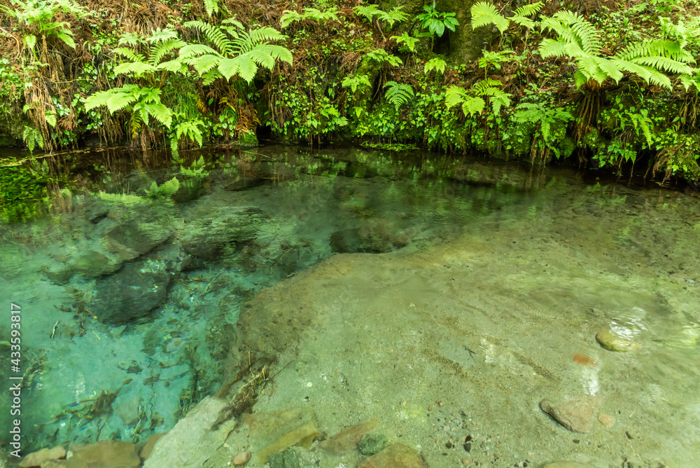 男池湧水の風景 男池湧水の風景