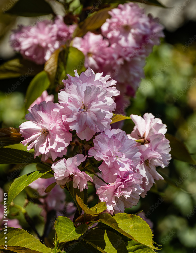 Large pink flowers on Prunus 'Kanzan' tree branch against blurry dark green background. Blooming tree Prunus 'Kanzan' (Prunus serrulata or Prunus lannesiana). Selective focus.Nature concept for design