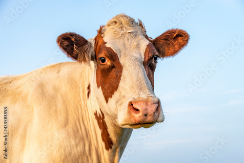 Cow in the evening sun light, soft calm expression, red spots and a pink nose and a blue background © Clara