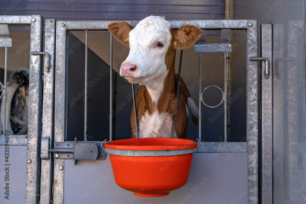 Dairy calf in a pen looks through the bars of the stable, cute white and red weaner, eating out of a bucket.