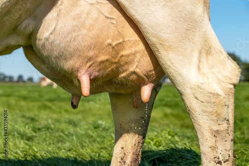 Ray of milk comes from the teat of a cow, udder and nipple close up, soft pink large mammary veins, dripping milk photo