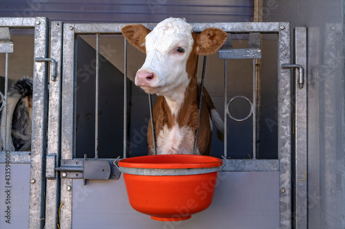 Obraz na płótnie Dairy calf in a pen looks through the bars of the stable, cute white and red weaner, eating out of a bucket. w salonie