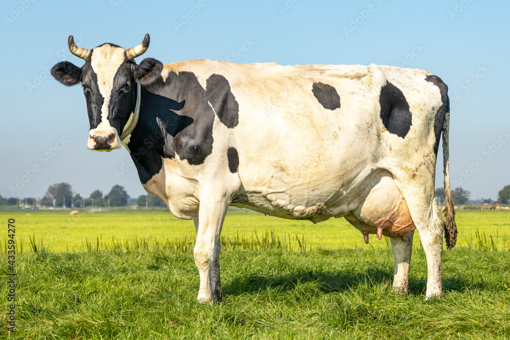 Black pied cow, her udder large and full and with horns in the pasture and a blue sky. Black pied cow, her udder large and full and with horns in the pasture and a blue sky.