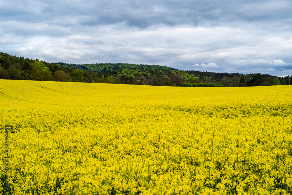 rapeseed field in spring