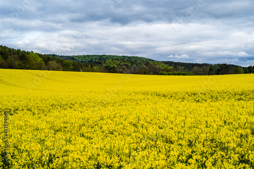 rapeseed field in spring