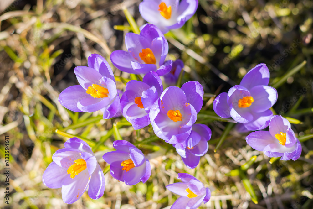 Purple Crocuses Grow In The Meadow I A Park. Top View Purple Crocuses Grow In The Meadow I A Park. Top View