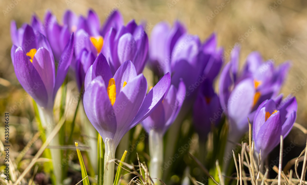 Blomming Purple Crocus In The Forest. Close Up Blomming Purple Crocus In The Forest. Close Up