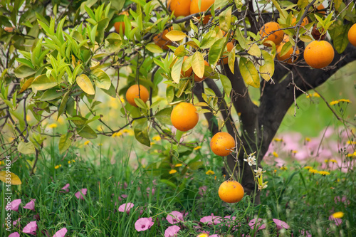 Orange trees with fruits in the garden