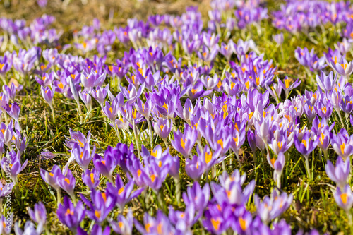 Glade With Purple Crocuses. Summer time