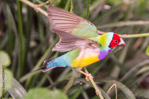 Bilde på lerret Gouldian finch flapping wings while perching on a tree branch
