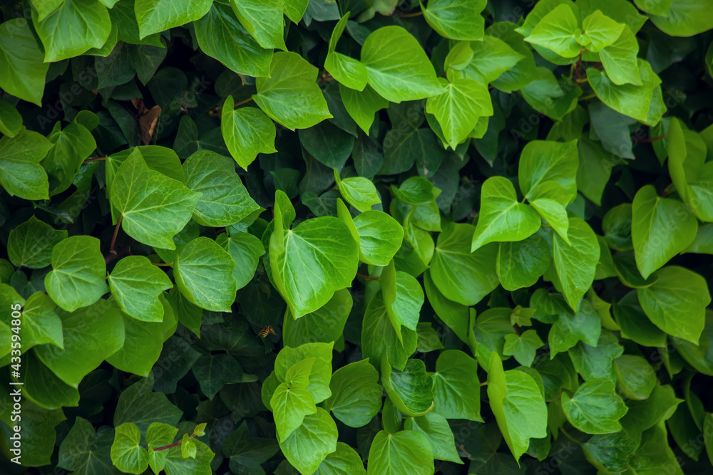 Green leaves background, natural texture Green leaves background, natural texture