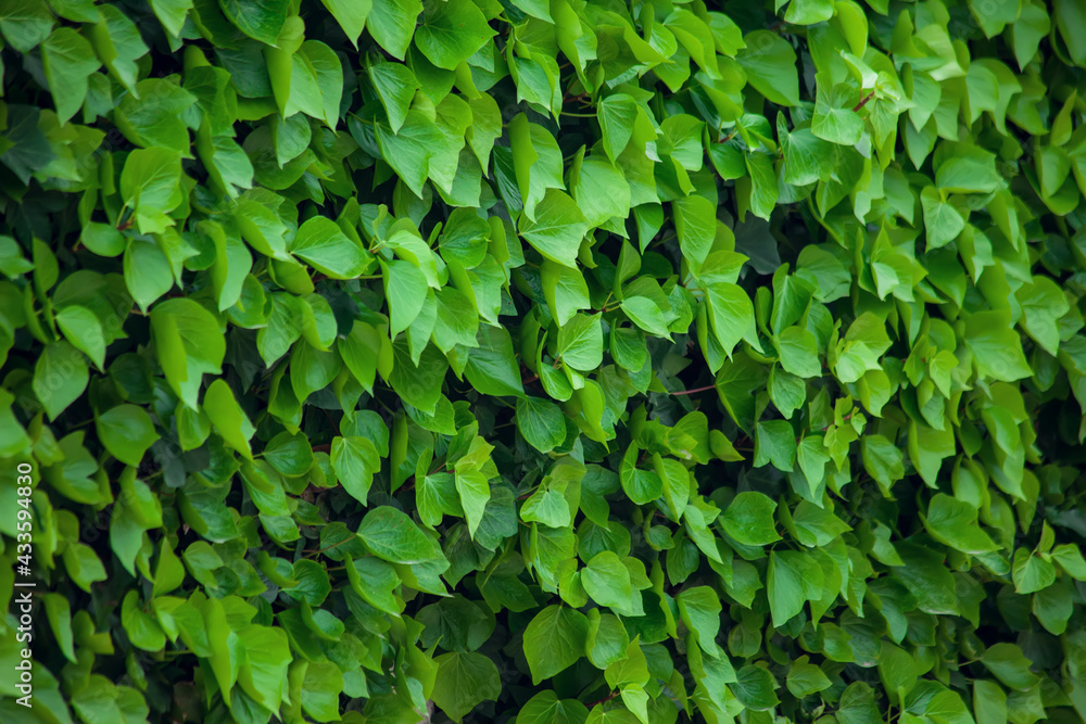 Green leaves background, natural texture Green leaves background, natural texture