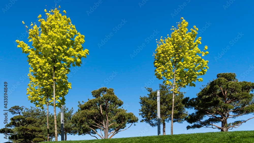 Golden crown of Norwegian Maple (Acer platanoides) Princeton Gold on background of blue sky. Beautiful spring yellow leaves. Public landscape city park Golden crown of Norwegian Maple (Acer platanoides) Princeton Gold on background of blue sky. Beautiful spring yellow leaves. Public landscape city park