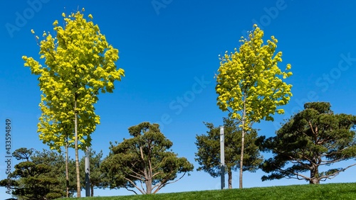 Golden crown of Norwegian Maple  Acer platanoides  Princeton Gold on background of blue sky. Beautiful spring yellow leaves. Public landscape city park  Krasnodar  or  Galitsky Park .