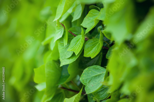 Wallpaper Mural Green leaves background, natural texture Torontodigital.ca