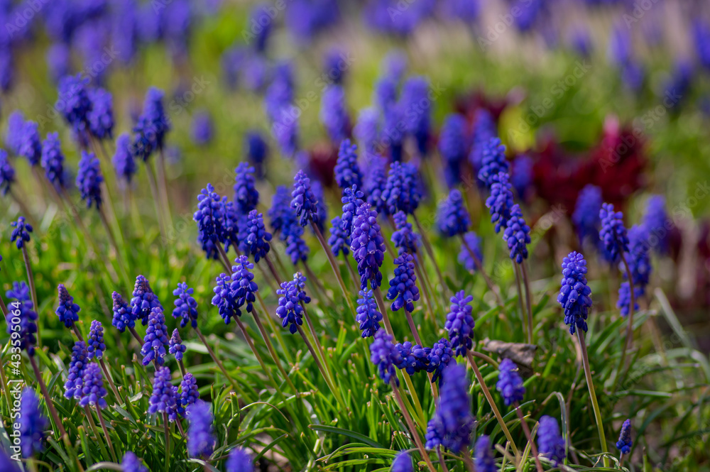 Muscari armeniacum cultivated spring grape hyacinth flowers in bloom, bunch of dark blue flowering plants Muscari armeniacum cultivated spring grape hyacinth flowers in bloom, bunch of dark blue flowering plants