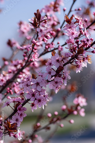 Canadian black plum Prunus nigra light pink flowers in bloom  beautiful flowering ornamental shrub with brown red leaves