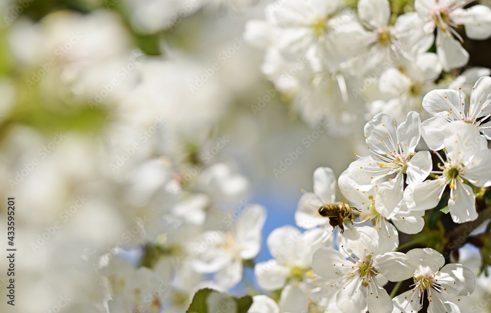 Cherry blossoms and bee, image for blooming spring white background