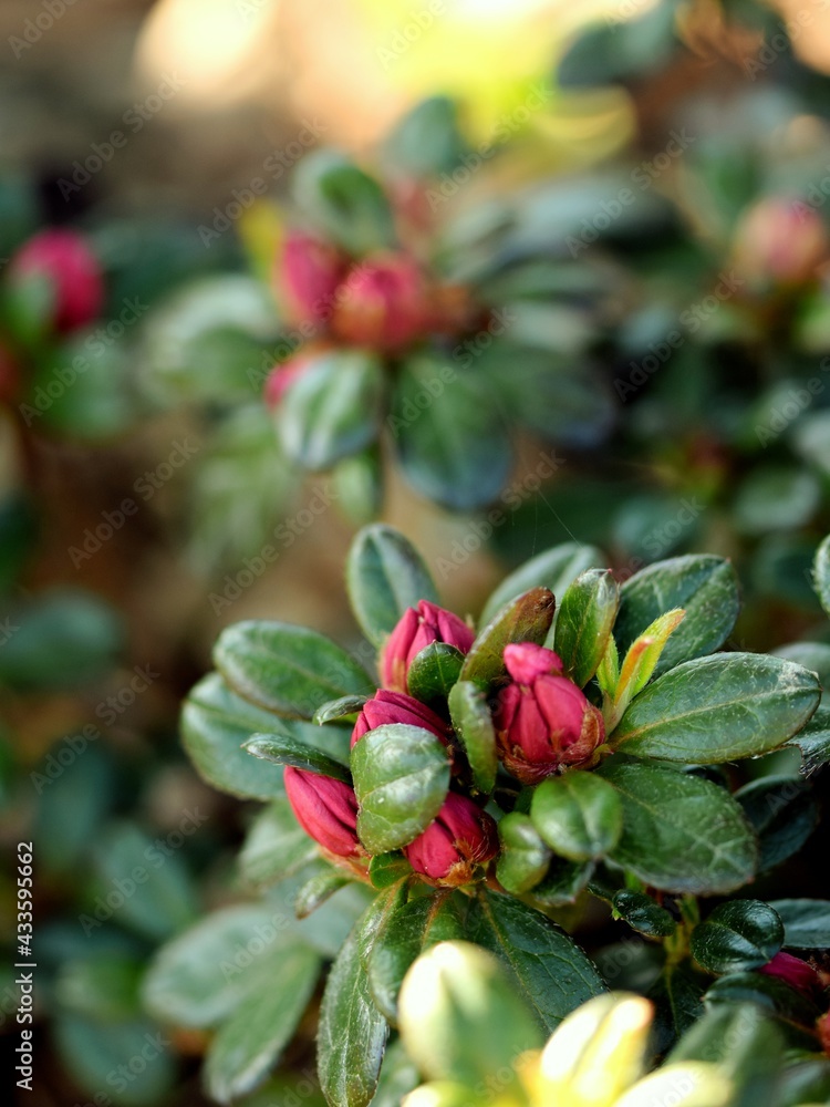Pink azalea buds, azalea japonica before blooming, bokeh Pink azalea buds, azalea japonica before blooming, bokeh