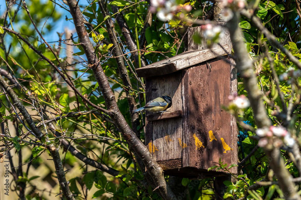 Blue tit (Cyanistes caeruleus) about to leave a bird nest box which is a common small garden songbird found in the UK and Europe, stock photo image