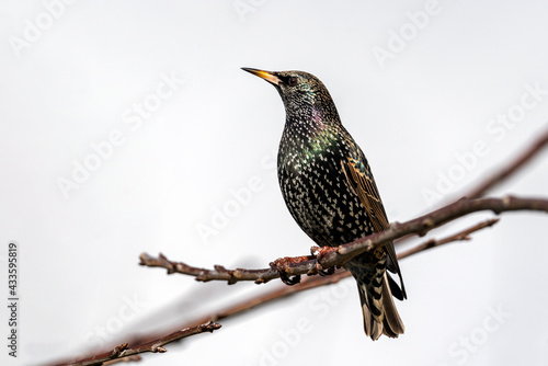 Common Starling (Stunus vulgaris) bird perched on a tree branch which is found in the UK and Europe, stock photo image
