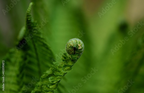 Fern leaf in spring, green background © Anna