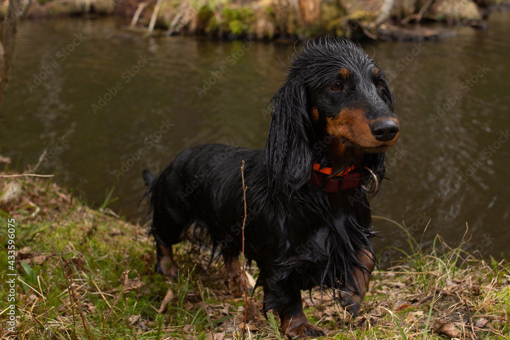 Wed black dachshund standing near the river and looking away, small dog portrait in forest hunting, long haired animal after swimming Wed black dachshund standing near the river and looking away, small dog portrait in forest hunting, long haired animal after swimming
