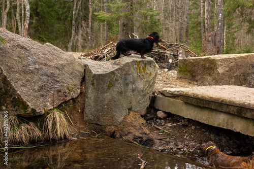 Wed black dachshund standing near the river on stone, small dog portrait in forest hunting, long haired animal on rock after swimming