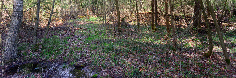thickets of spring forest thickets of spring forest