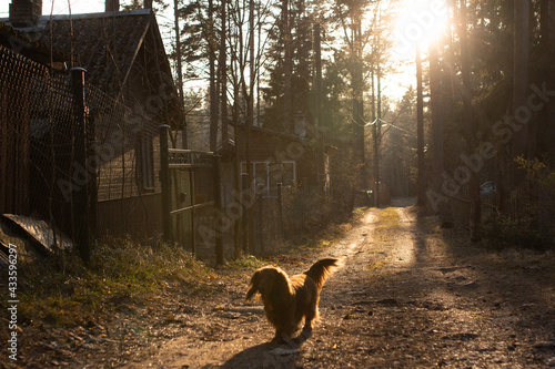 Red long haired dachshund outdoors standing in backlight of sunset, dog in beautiful sun light, countryside landscape with wooden house and forest trees - pines and firs