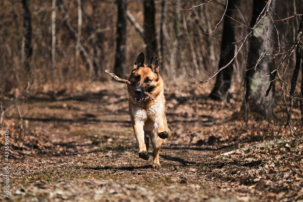 Dog runs fast in park in fall and nibbles on tree branch. Happy shepherd face front view. Beautiful red and black German Shepherd runs along narrow forest path and plays with stick. Dog runs fast in park in fall and nibbles on tree branch. Happy shepherd face front view. Beautiful red and black German Shepherd runs along narrow forest path and plays with stick.