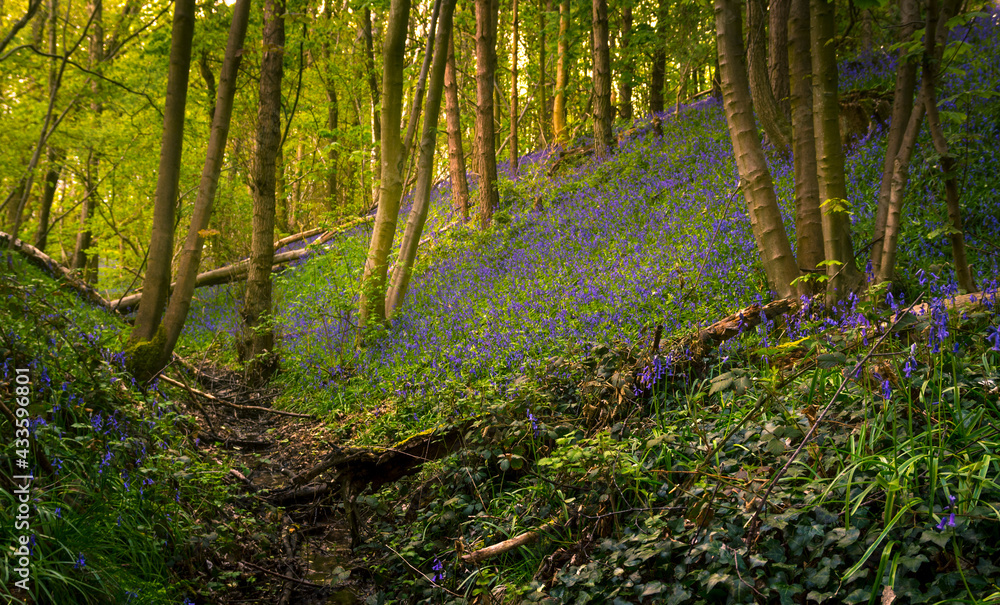 Obraz premium Bluebells wood