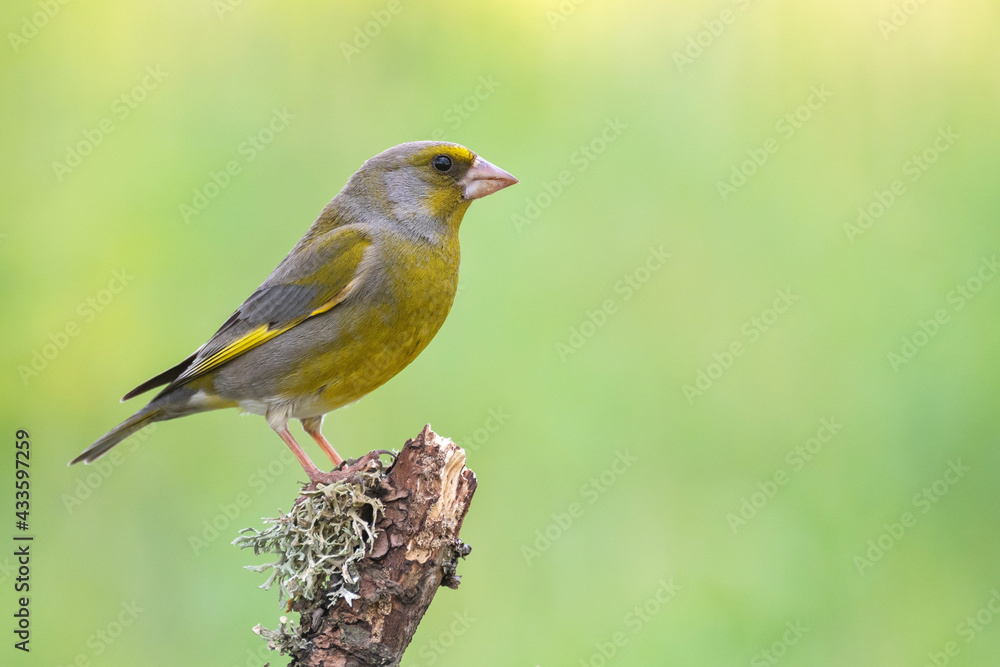 Obraz premium European Greenfinch Carduelis chloris. In the wild