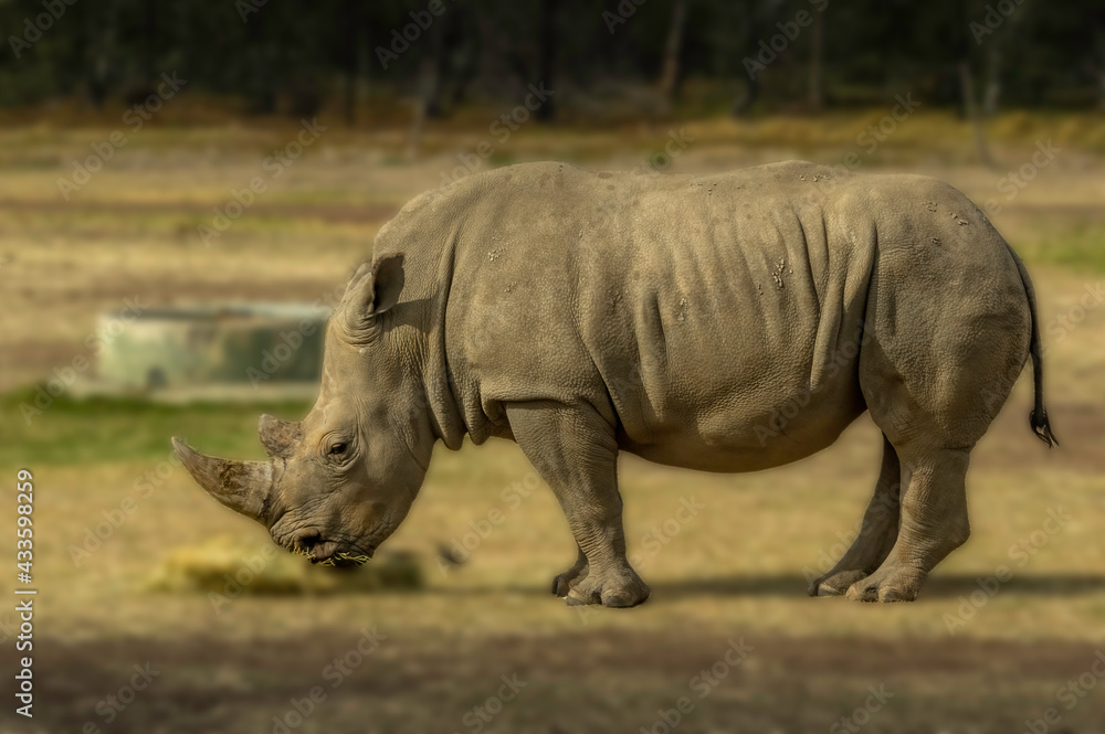 Rhino Side On Rhino Side On