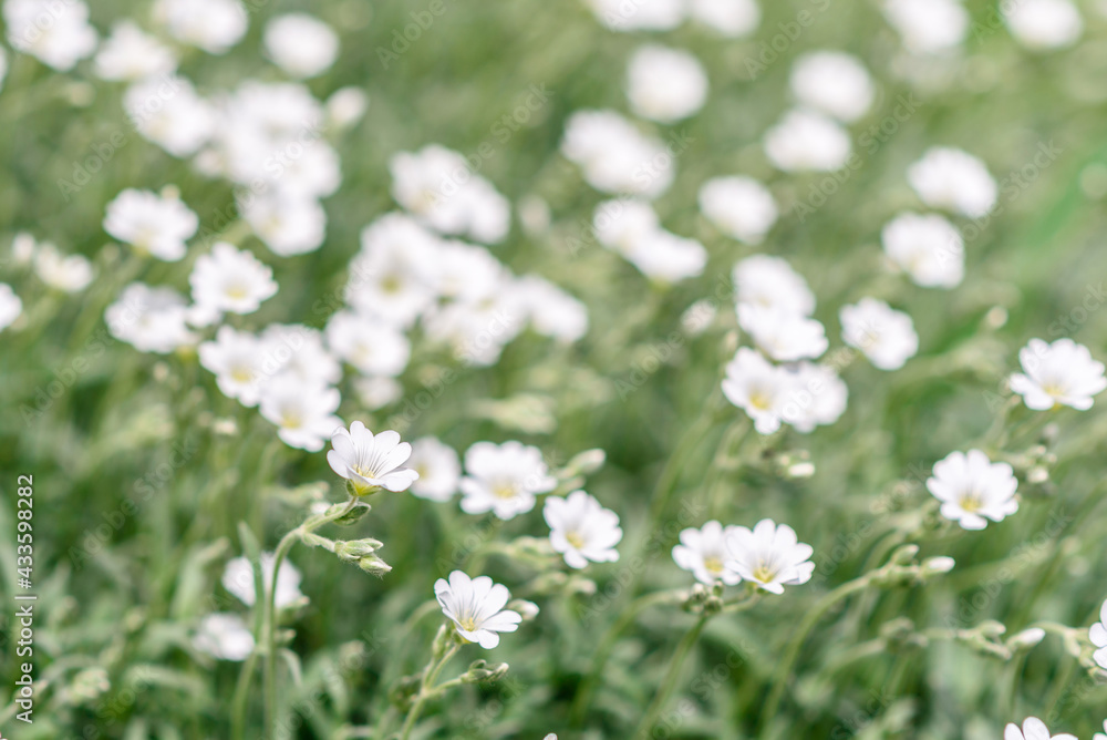 Beautiful white flowers against the background of green plants. Summer background Beautiful white flowers against the background of green plants. Summer background