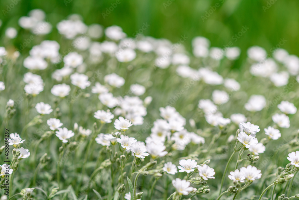 Beautiful white flowers against the background of green plants. Summer background Beautiful white flowers against the background of green plants. Summer background