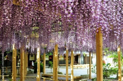 Fototapeta Naklejka Na Ścianę i Meble -  日本の観光地の美しい藤の花