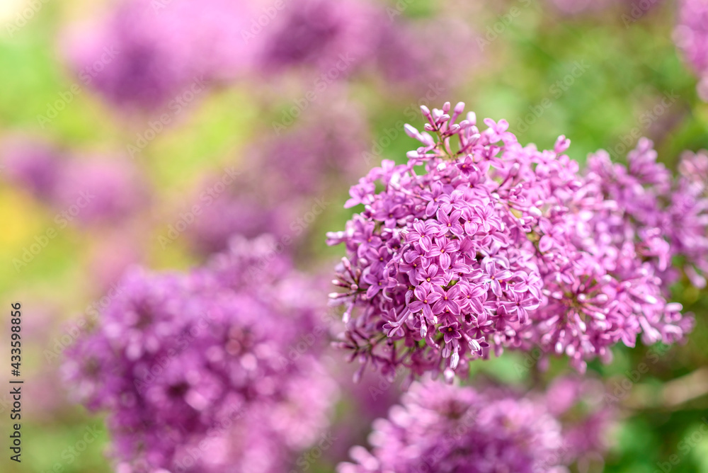 Beautiful bush of blossoming lilac in the garden. Summer background Beautiful bush of blossoming lilac in the garden. Summer background