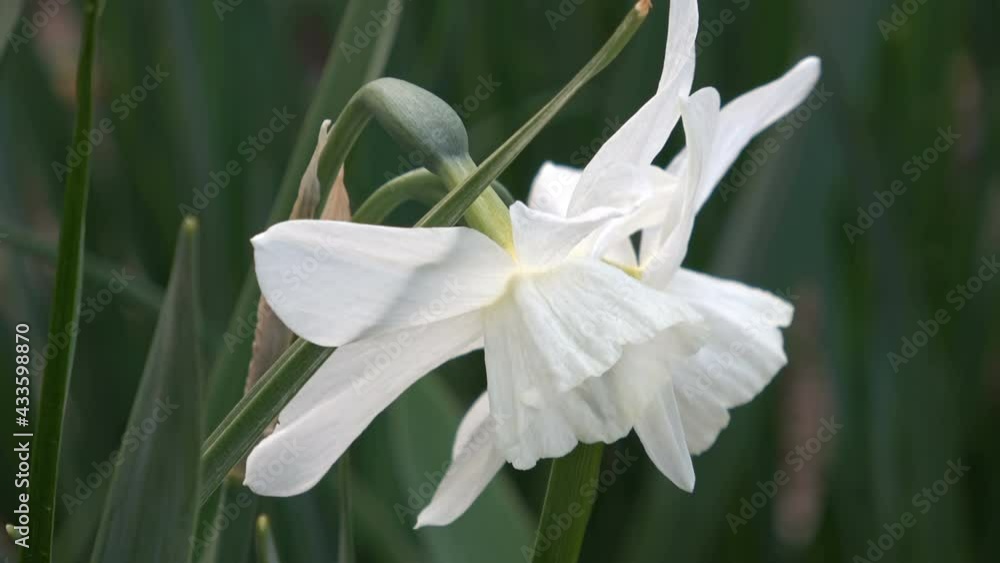 Pure white daffodils in full bloom in springtime/ Spring flowers Pure white daffodils in full bloom in springtime/ Spring flowers